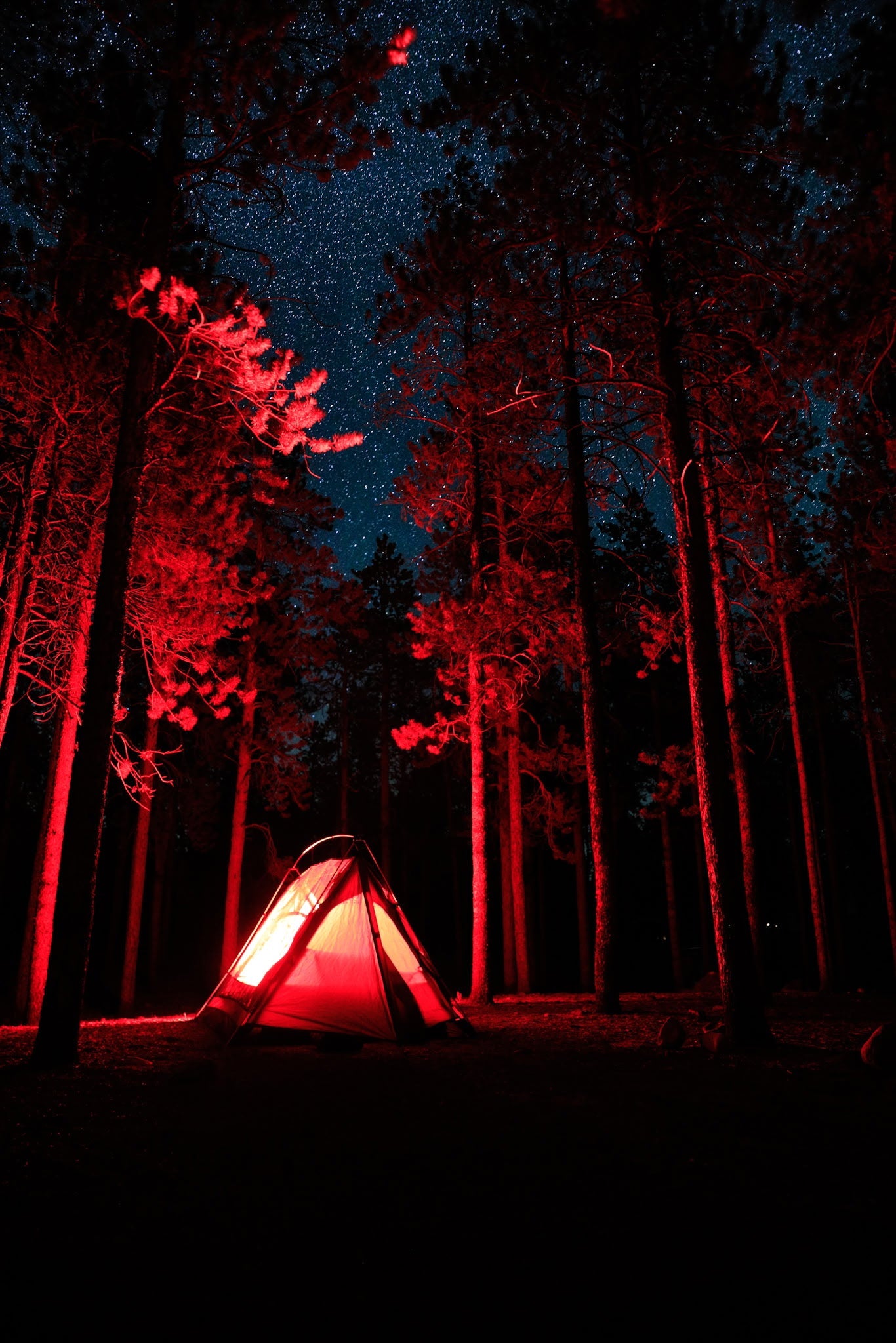 A glowing red tent pitched among tall dark trees at night under a starry sky, with the interior light casting a strong red glow across the forest.