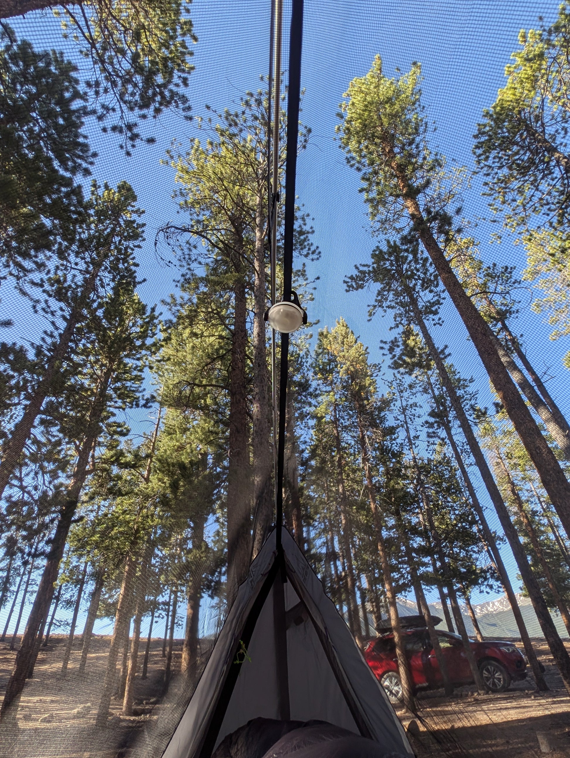 Hammock strung between trees with a forest background