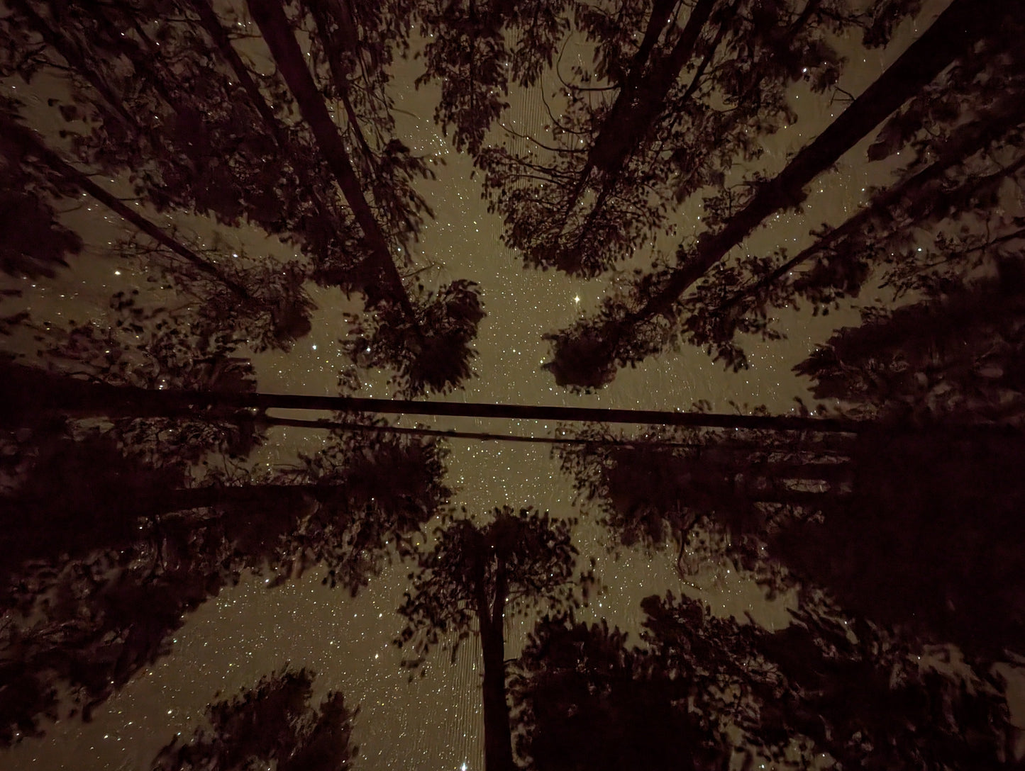 Starry night sky viewed from below in a forest